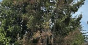 Bark Beetle Tree