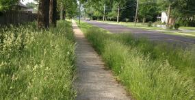 Overgrown sidewalk plants