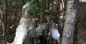 Goats eating vegetation